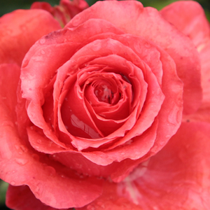 Vente de rosiers en ligne - Rosa Señora de Bornas - rosiers hybrides de thé - rouge - parfum discret - Cebrià Camprubí Nadal - Convient en fleurs coupées, floraison longue.
